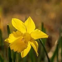 章鱼读后感200集合