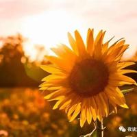 摇滚的藏獒观后感100字精选