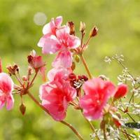 猪八戒读后感550整理