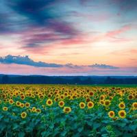 石真语实战销售观后感聚集