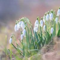 草原北京的春天林海读后感汇总