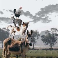 雾都是孤儿读后感100字汇编