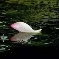 诱狼观后感的作文精练