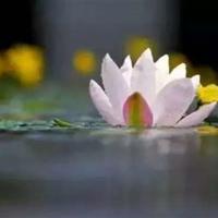 勇敢传说的英文观后感汇编