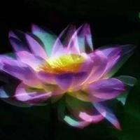 同步作文五年级上册读后感集合