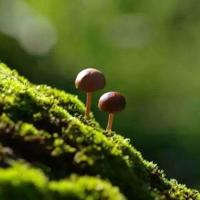 心迷宫观后感100个故事总汇