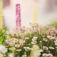 水薄荷读后感450合集