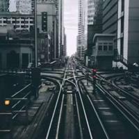 猫王的读后感梗概集锦