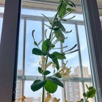 驯鹿六季的观后感精练