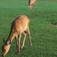 闪电侠英语观后感收集