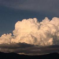 飞舞蒲公英观后感总汇