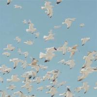 卡罗纳的读后感50个字精练