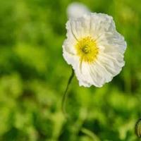 酿酒人的故事读后感50字收集