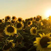 灰灰的瘦马读后感摘录