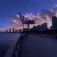 退役警犬的读后感450字收集