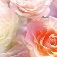 丫丫的村庄读后感赶集细选