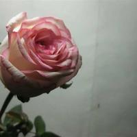 亲子阅兵观后感250字收集