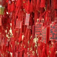 山菊花观后感450字整理