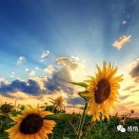 看阅兵的观后感大学合计