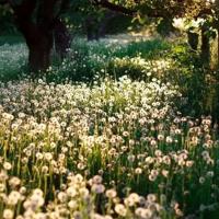 遗产伍尔夫读后感合计