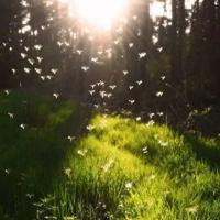 沈一鸣写的小天鹅读后感汇聚