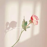 民兵葛二蛋一到十集观后感汇编