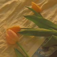 五年级蜘蛛侠读后感英语汇总