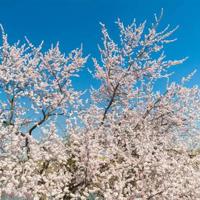 西班牙剧黑死病观后感锦集