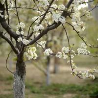 几颗青稞饼读后感合集