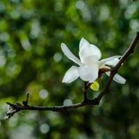 狼王梦好句好段和读后感锦集