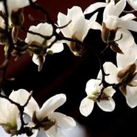 白居易的小池读后感精选