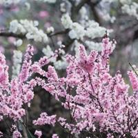 番茄太阳阅读后感精练