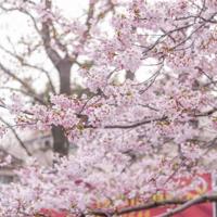 军神观后感五年级汇编