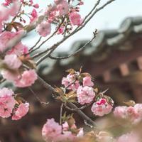 鸟与人的古诗读后感集锦