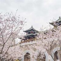 北岗抗大一分校之观后感汇编