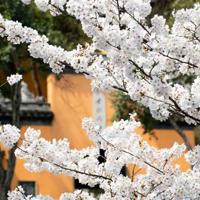 舐犊之情读后感提纲锦集