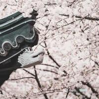 金波儿童作品读后感摘录