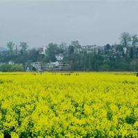 美术课观后感作文300字合计