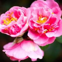 蒋静美丽的花观后感聚集