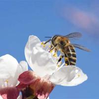 自由地学习华德福读后感精选