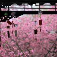 卡罗纳的读后感二百字合计