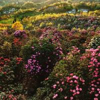 嘉丽妹妹的读后感摘录