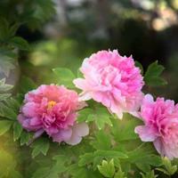 懒妈妈的孩子观后感选录