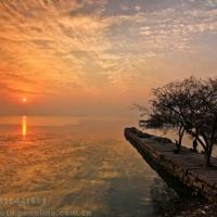 花的勇气读后感150字精选