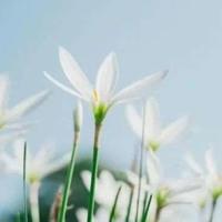 美国往事观后感40字收集