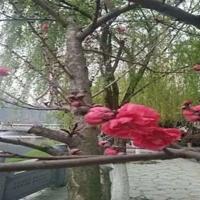 孔子传读后感330收集