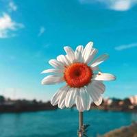 即景读后感100字以上细选