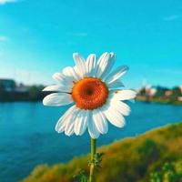 看飞吧丹顶鹤观后感收集