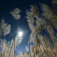 百合花开读后感600汇编