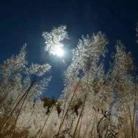 汉文化观后感1000字聚集